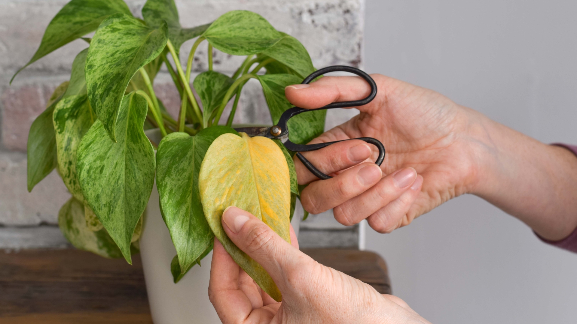 Stop Your Pothos Leaves From Turning Yellow – 23 Warning Signs You Shouldn’t Ignore