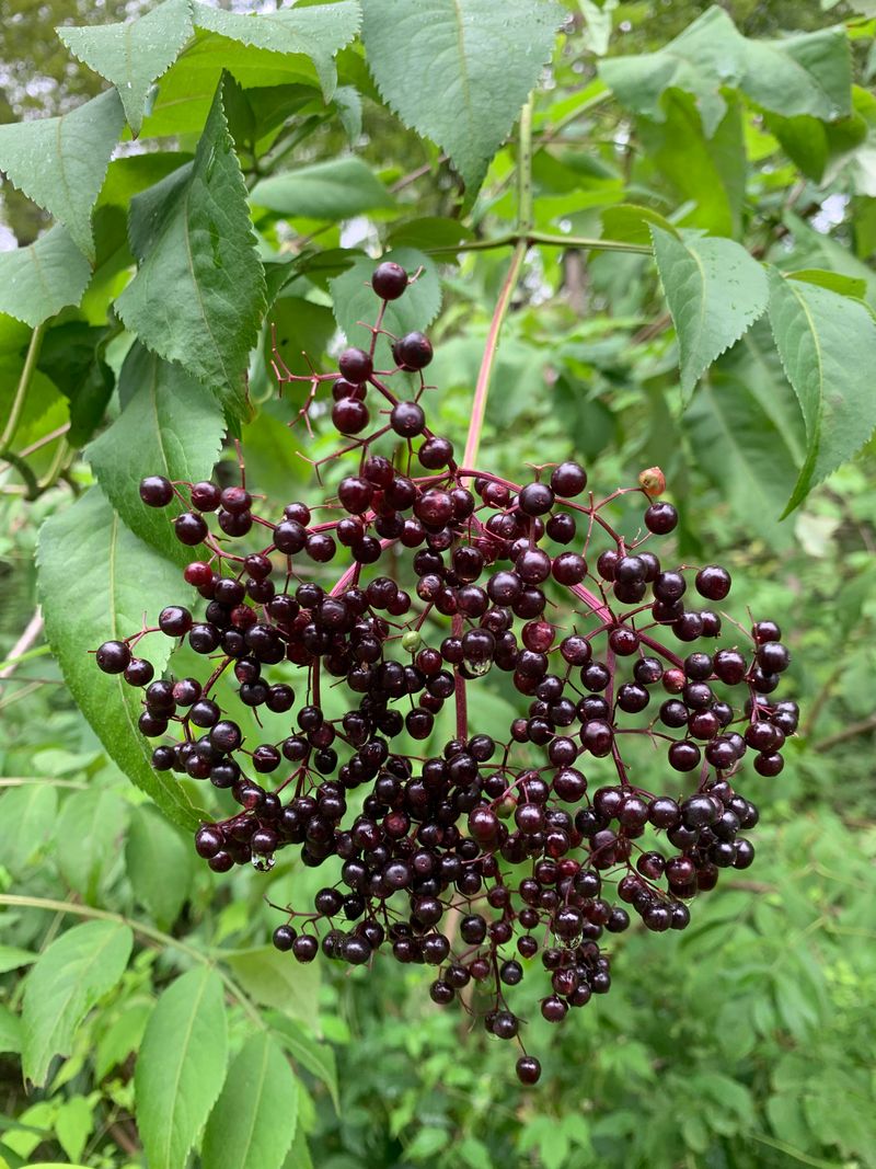 Elderberries