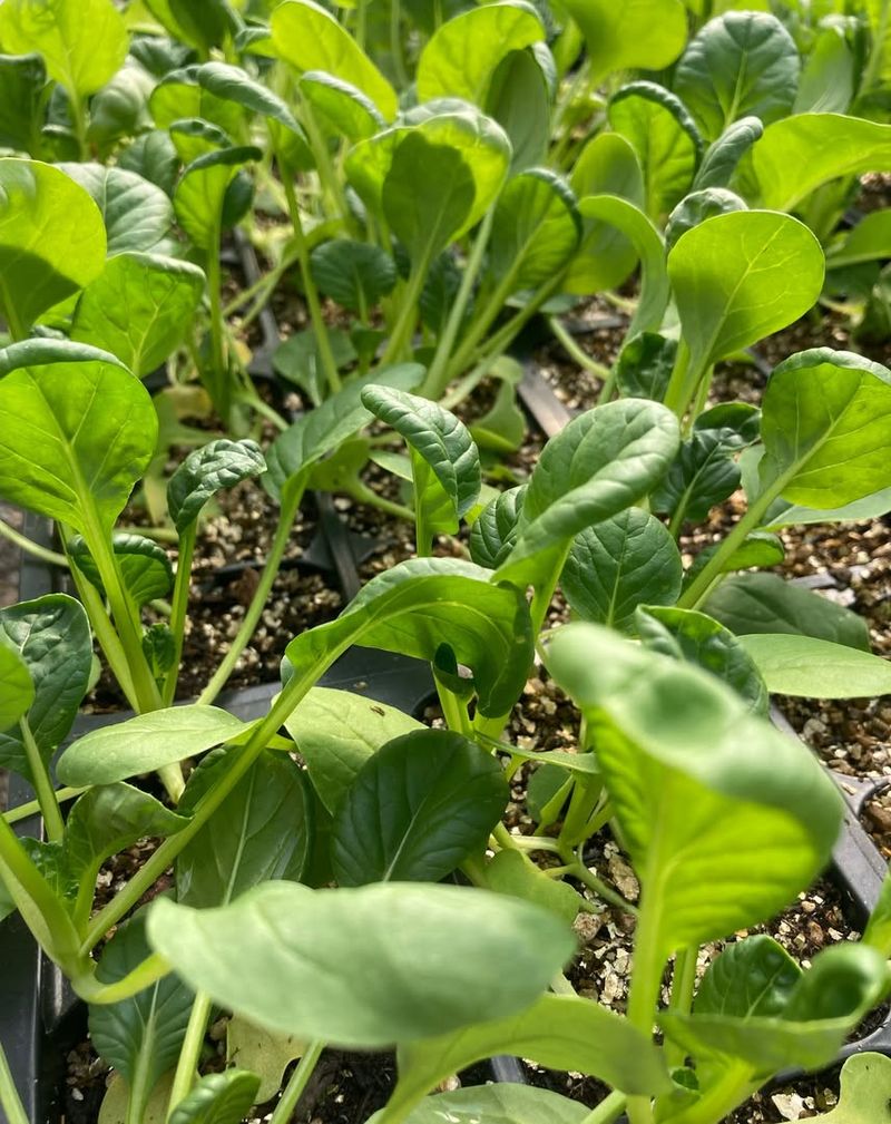 Bok Choy