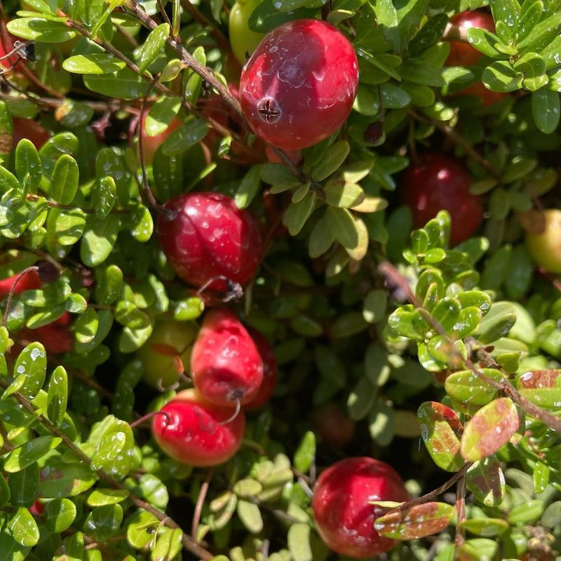 Cranberry (Vaccinium macrocarpon)