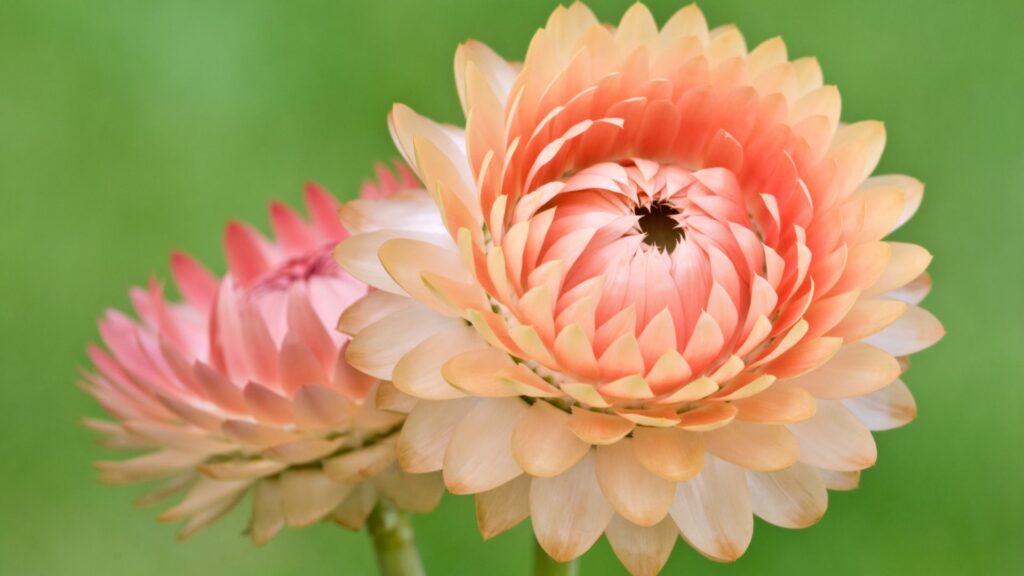 Strawflowers