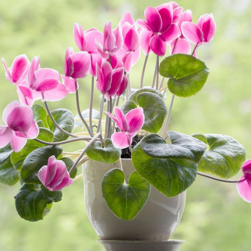 Cyclamen