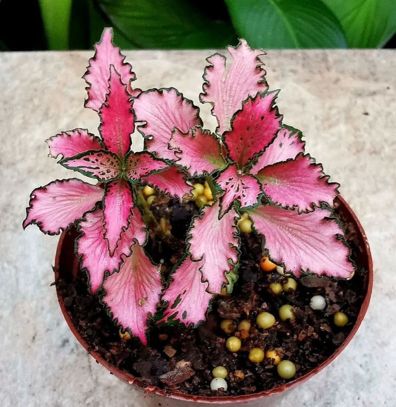 Pink Nerve Plant (Fittonia)