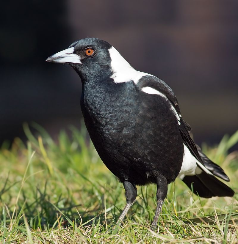 Large, aggressive birds