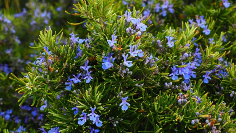 Blue Rosemary Flowers