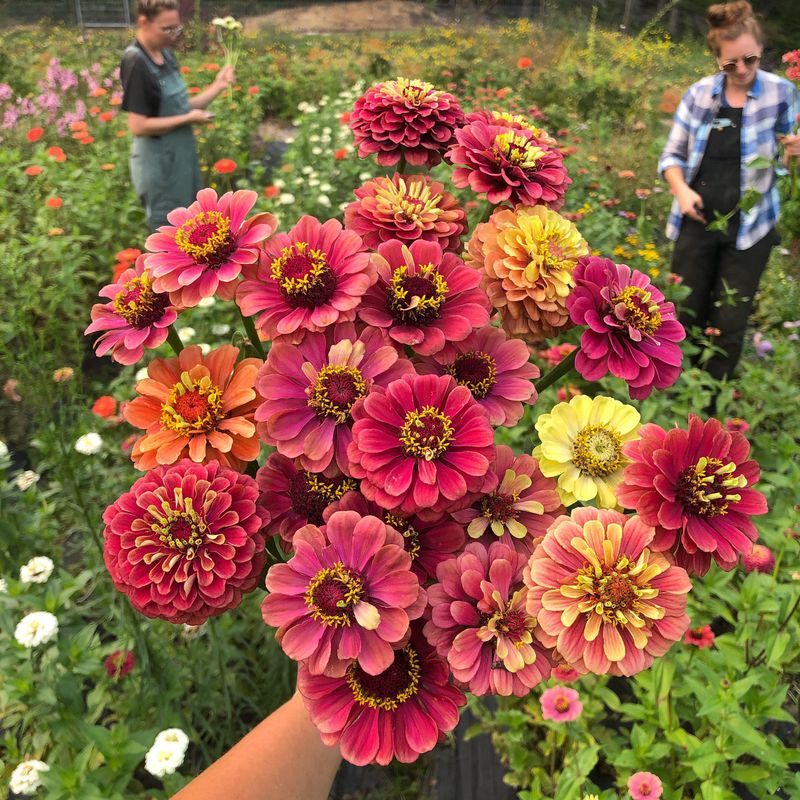 Zinnias