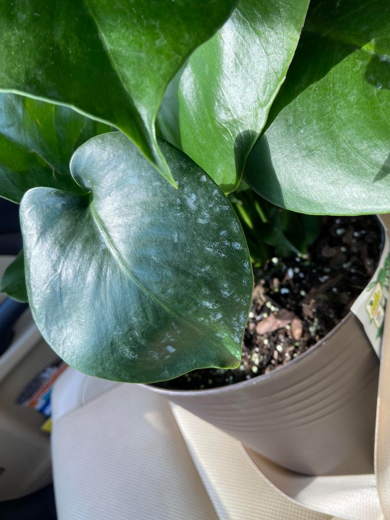 White, Powdery Coating on Leaves