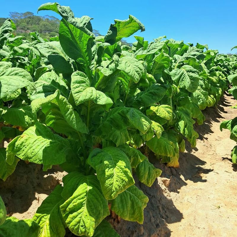 Tobacco Plant