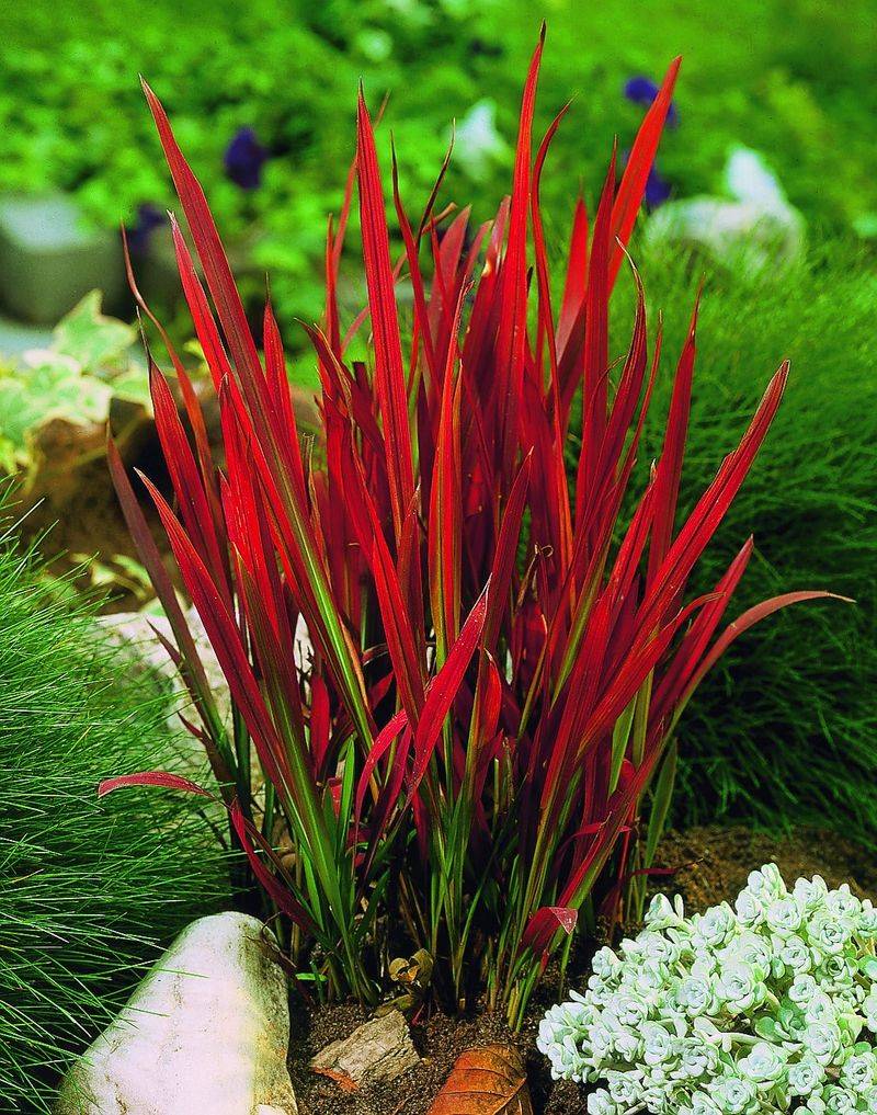 Japanese Blood Grass 'Red Baron'