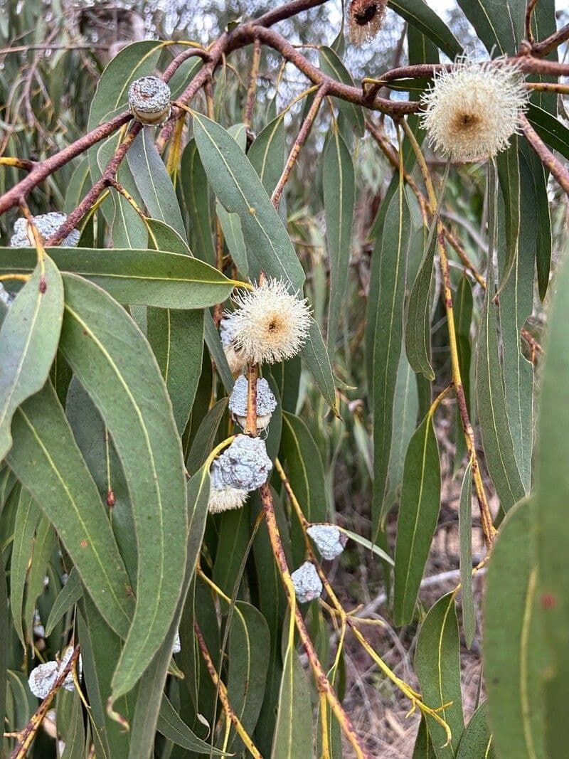 Eucalyptus