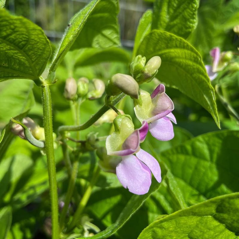 Green Beans