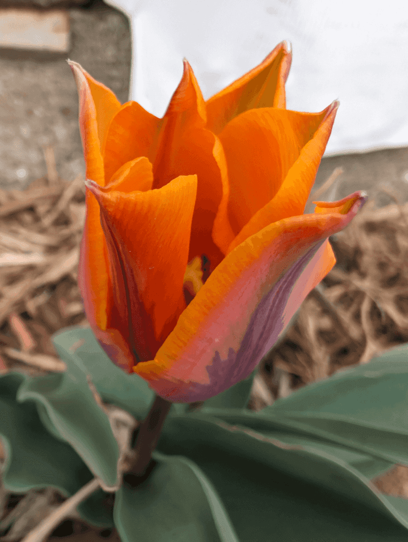 Peachy Tulips