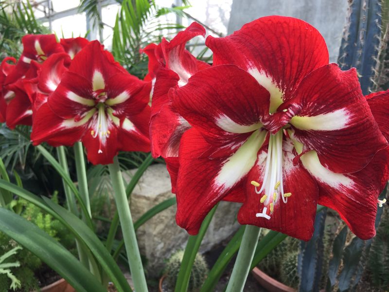 Amaryllis