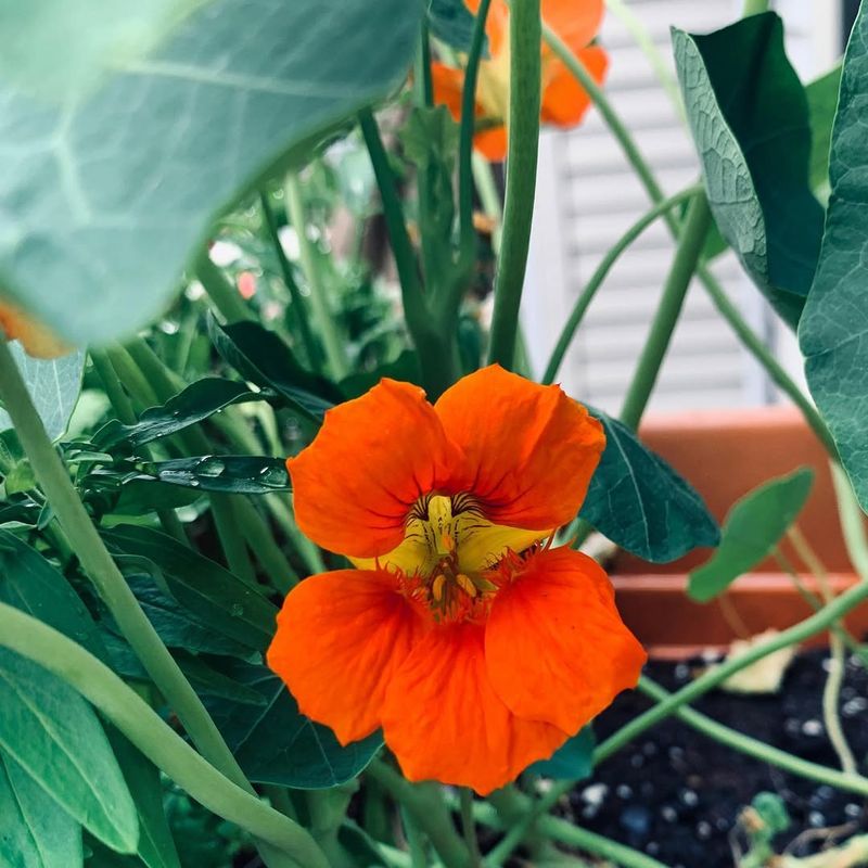 Nasturtium