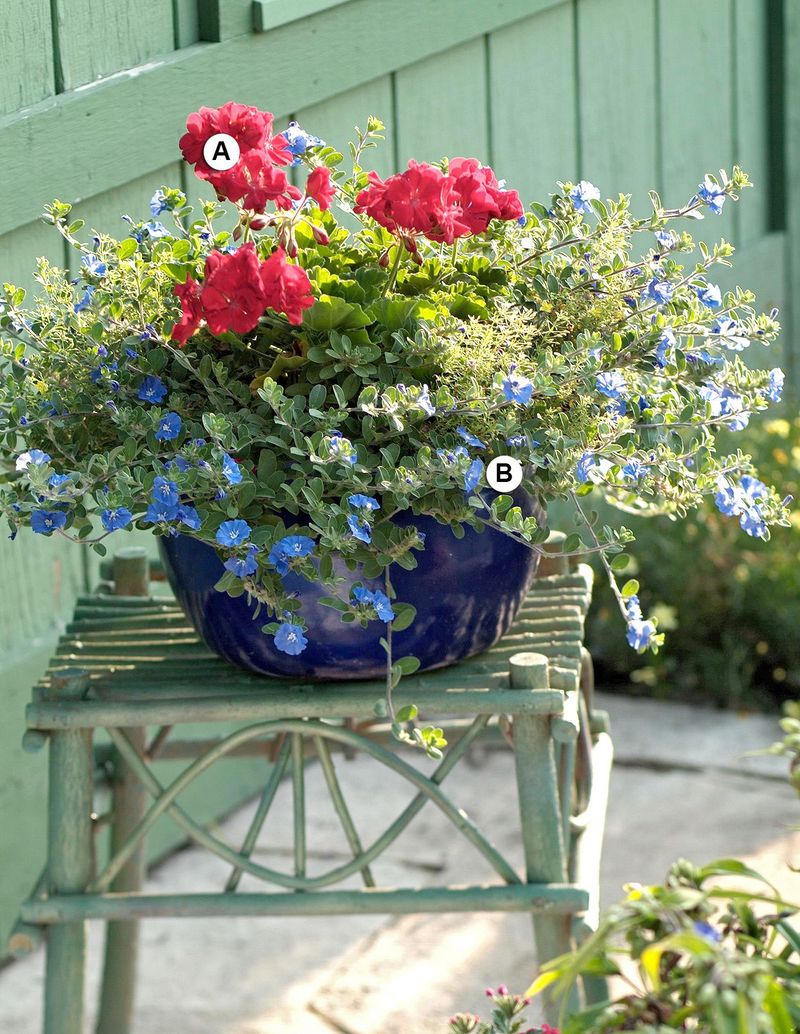 Geraniums with Sweet Alyssum