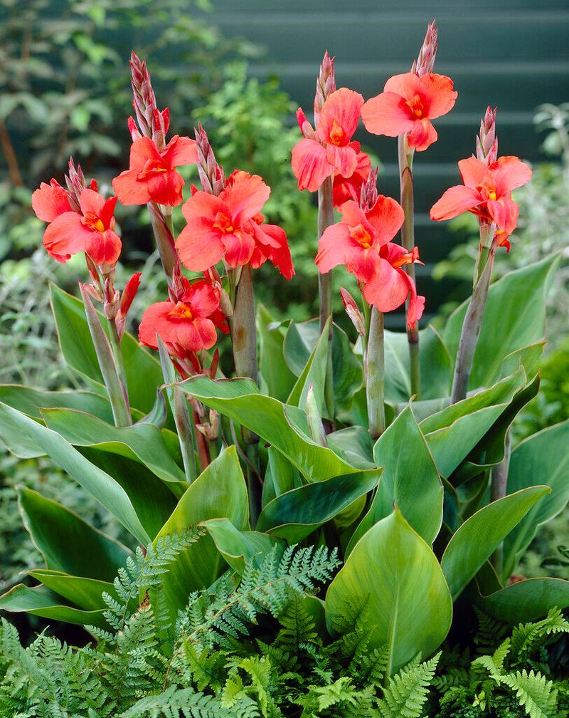 Canna Lily