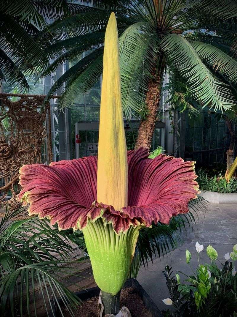 Corpse Flower's Giant Bloom