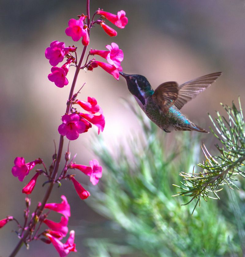 Penstemon