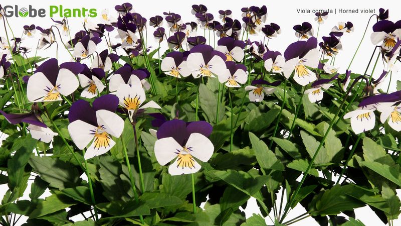 How To Maintain And Prune Horned Viola