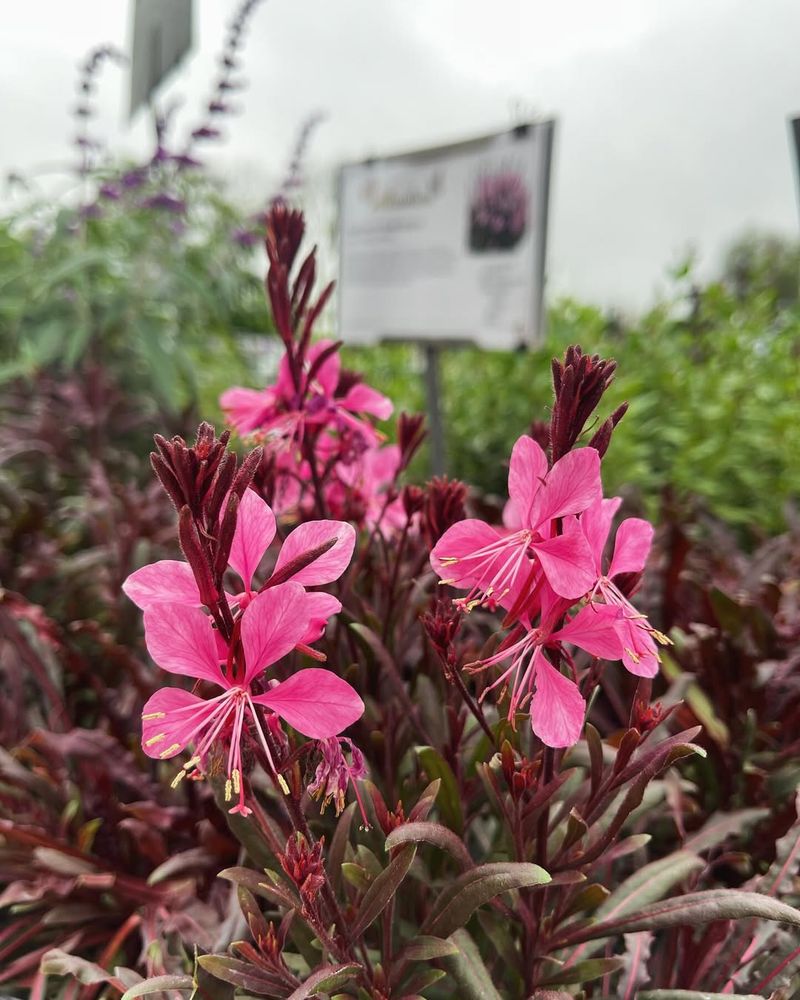 Gaura (Oenothera lindheimeri)