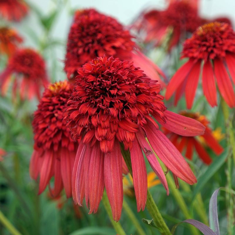 Papaya Coneflowers