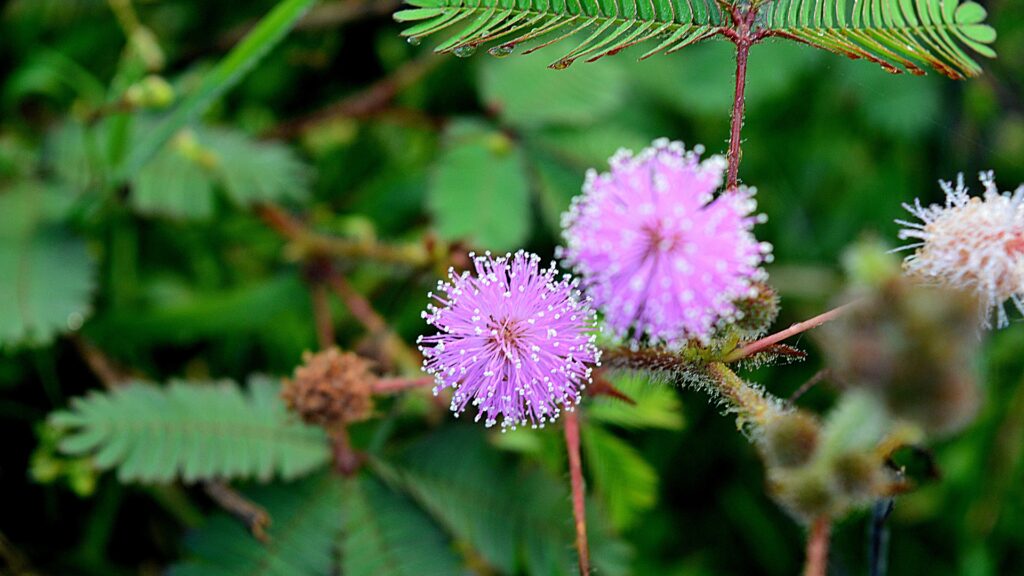 Sunshine Mimosa