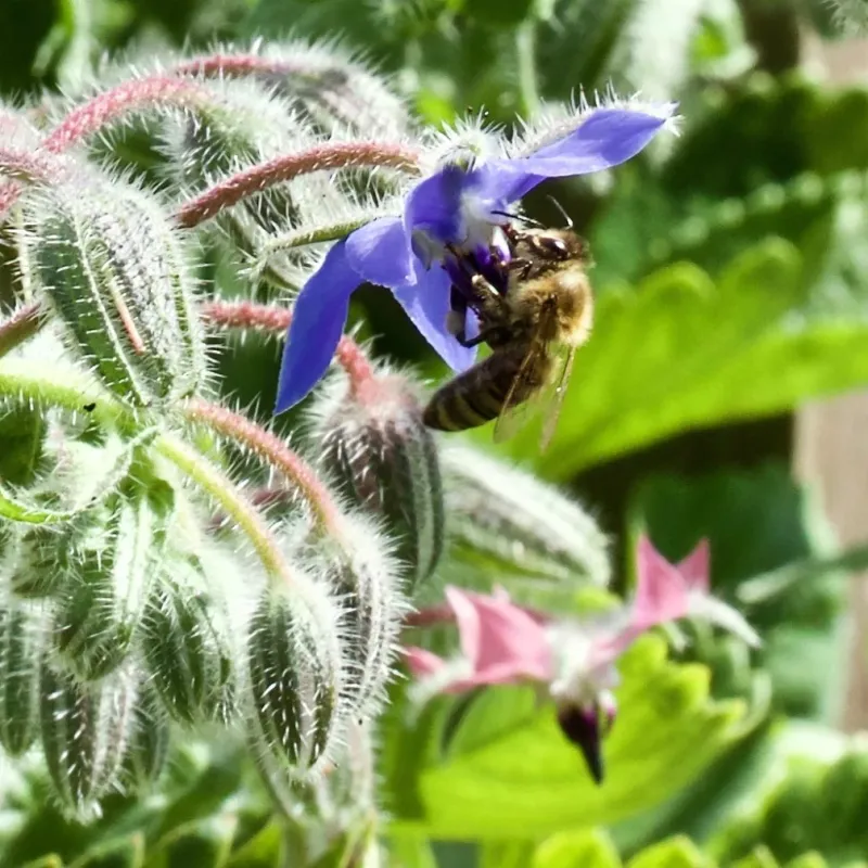 Pollinate Early Spring Flowers