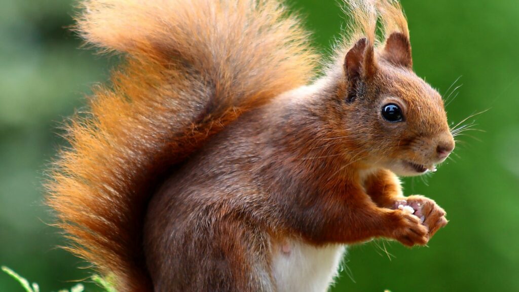 Squirrel in Nature