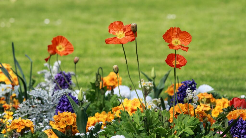 Colorful Flowers on a Flower bed
