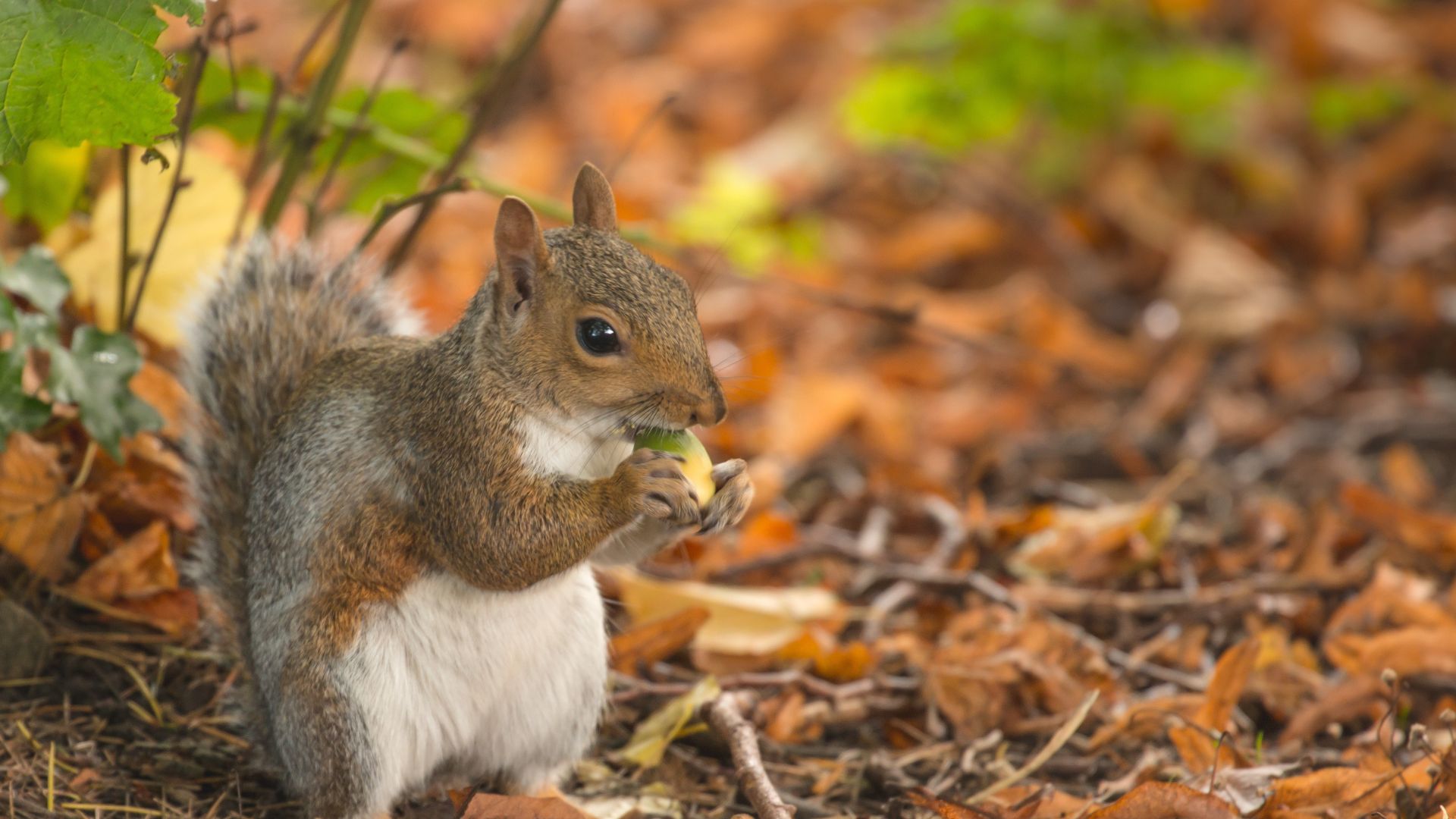 Squirrel in the Garden