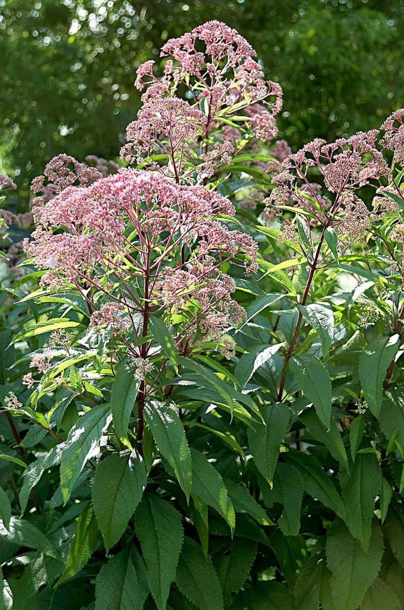 Joe-Pye Weed: A Non-Invasive Alternative