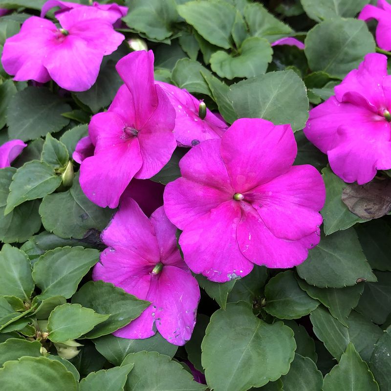 Impatiens