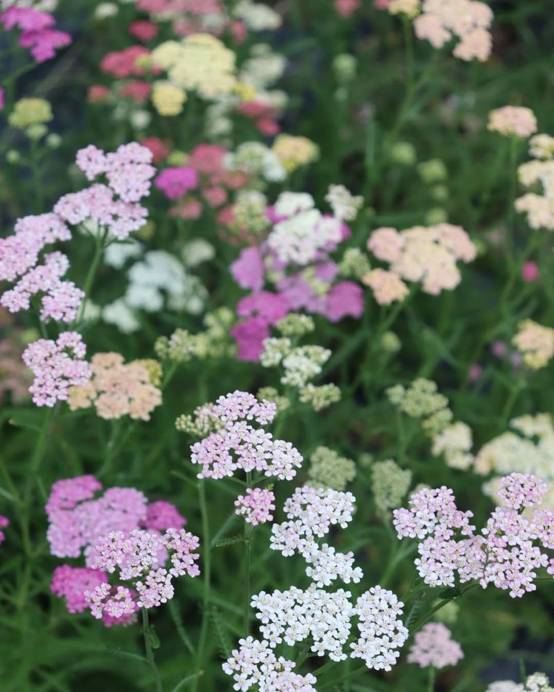 Yarrow