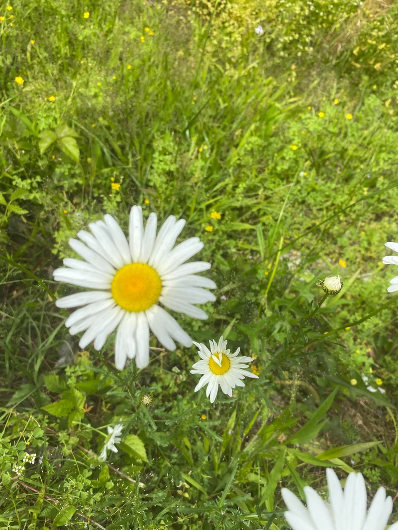 Chamomile (Chamaemelum nobile or Matricaria recutita)