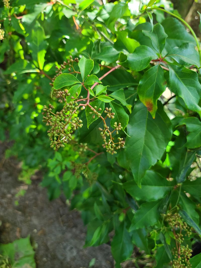 Canary Creeper (Tropaeolum peregrinum)