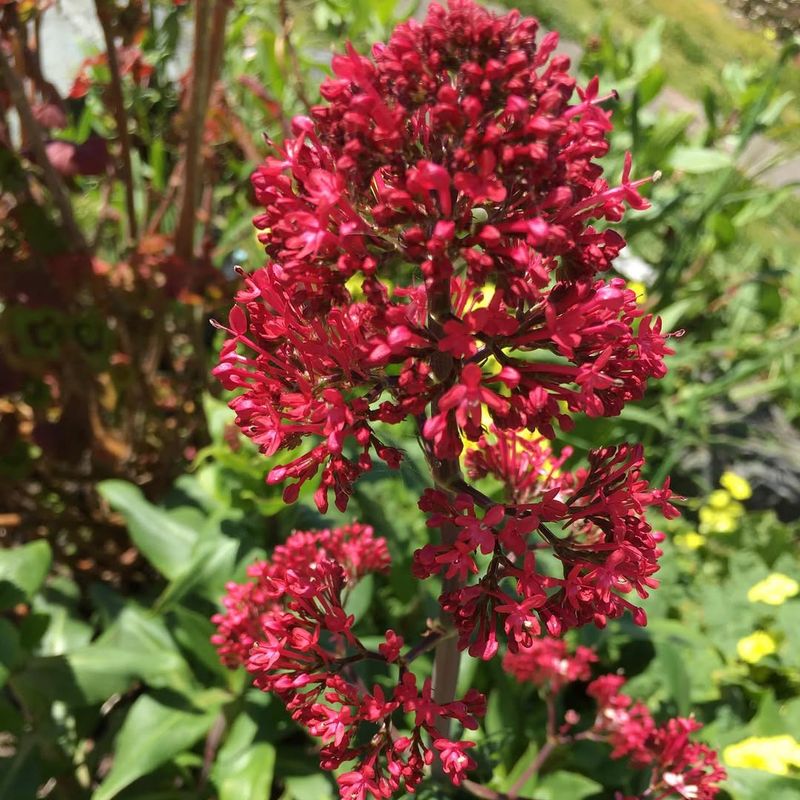 Red Valerian