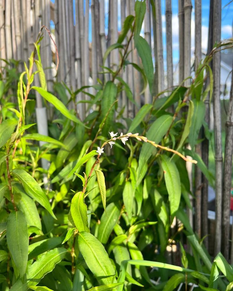 Vietnamese Coriander