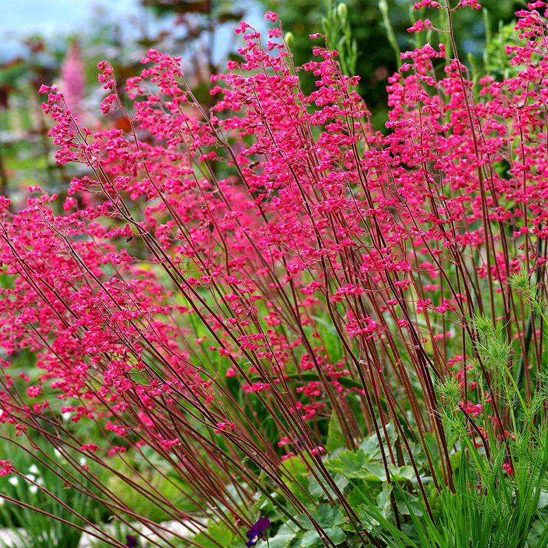 Coral Bells