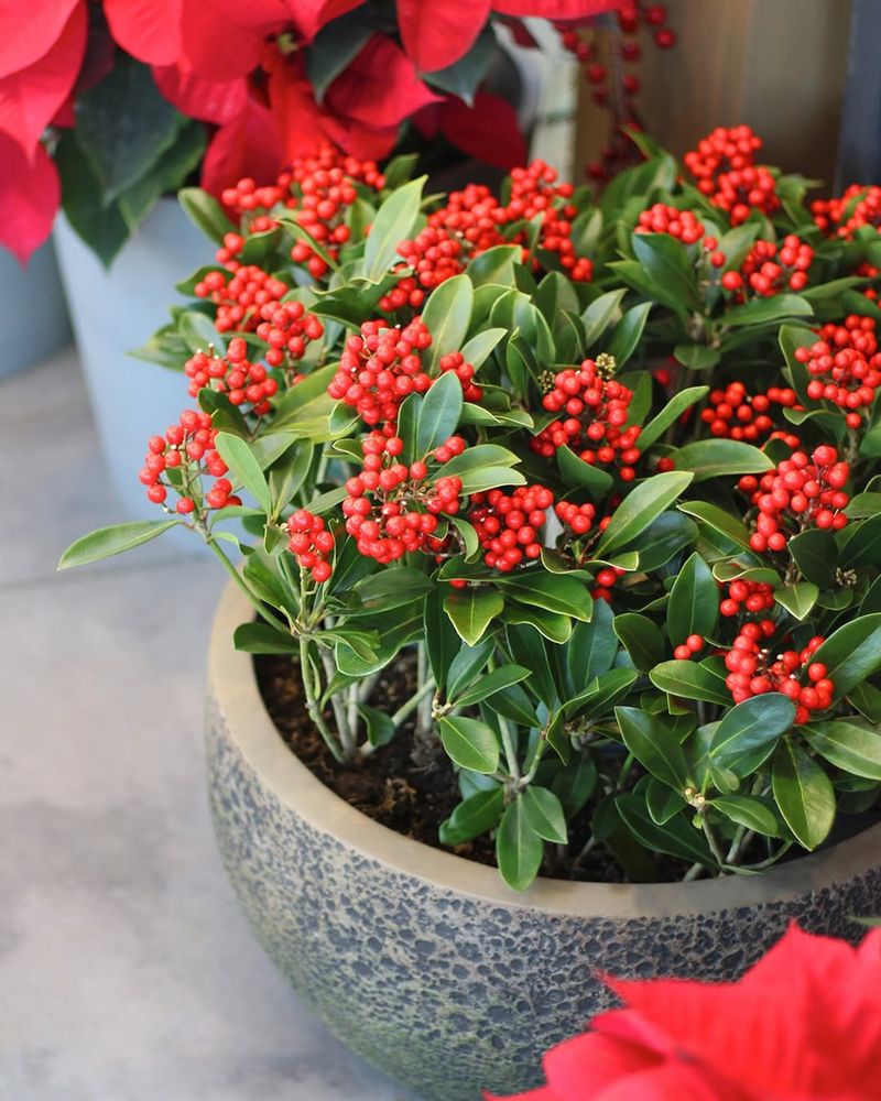 Skimmia Japonica (Skimmia Japonica)