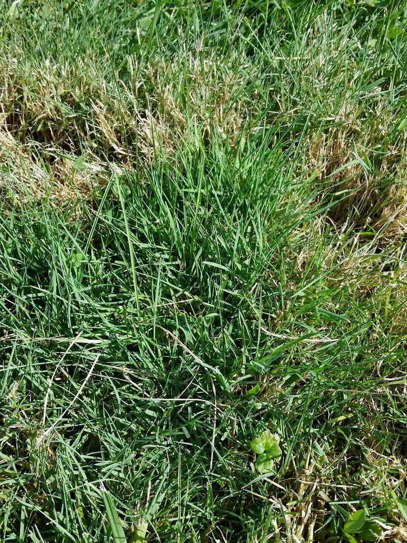 Creeping Red Fescue