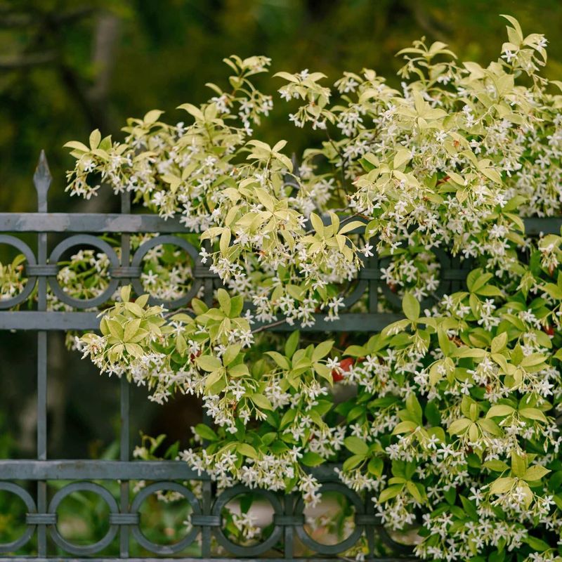 Night-Blooming Jasmine