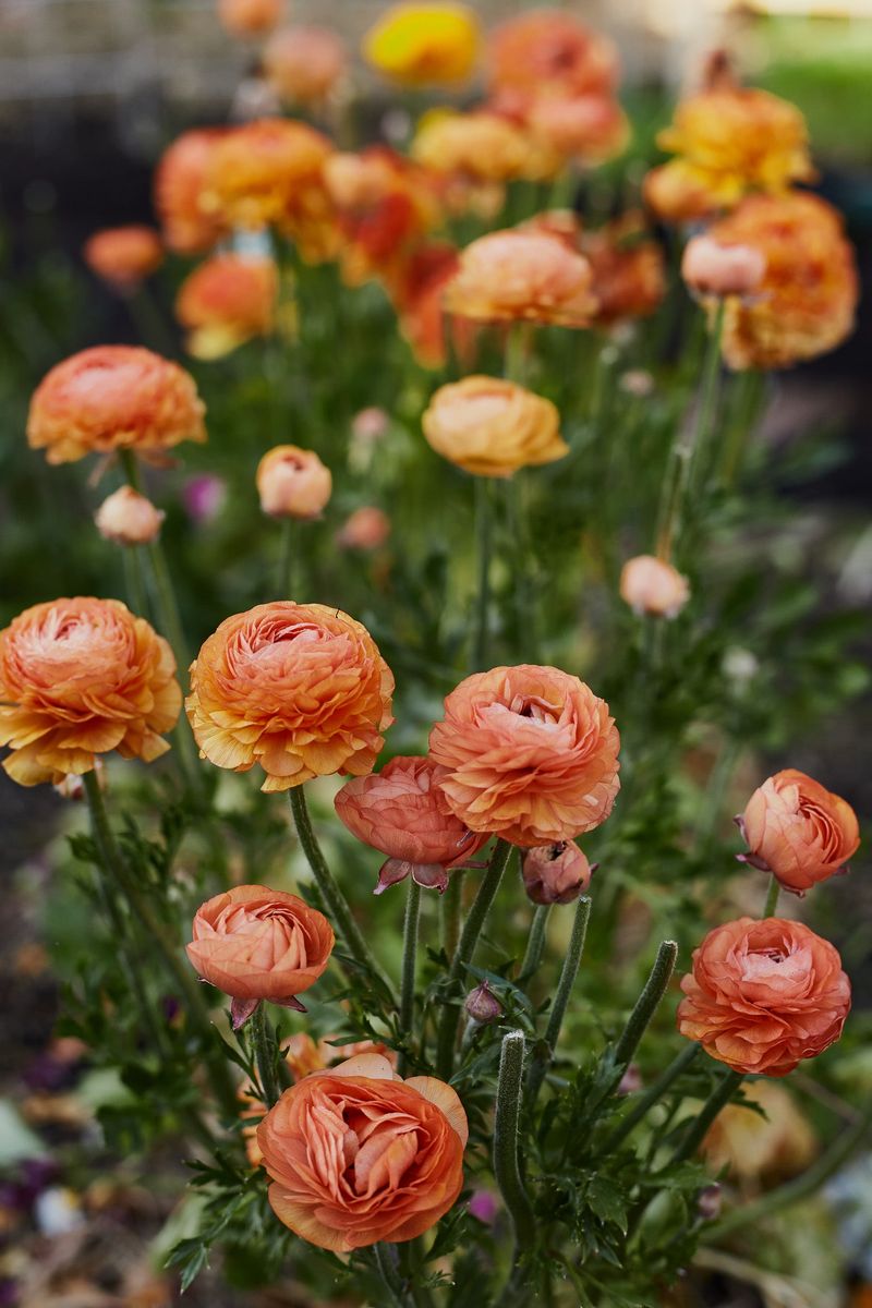 Ranunculus