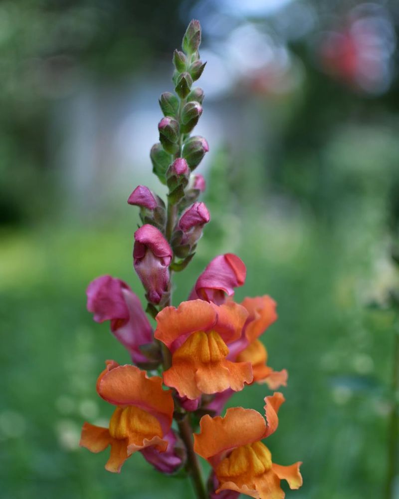 Snapdragon