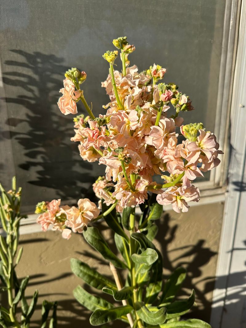 Stock (Matthiola incana)