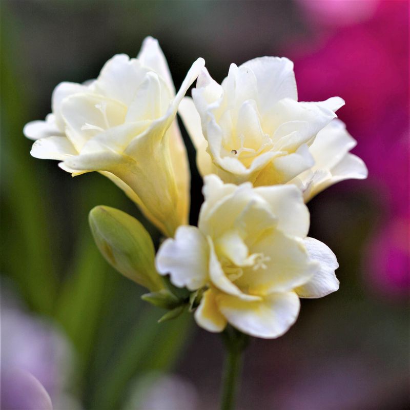 Freesia