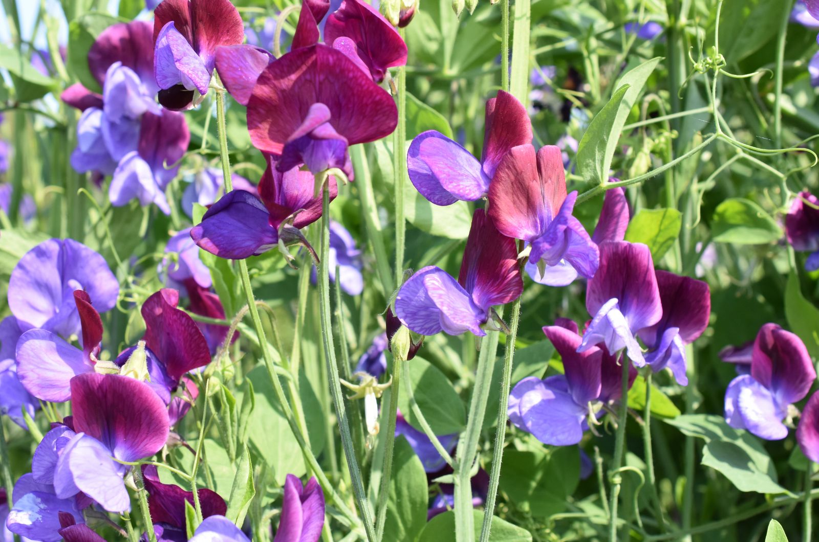 peas plant