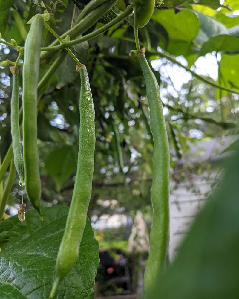 Pole Beans