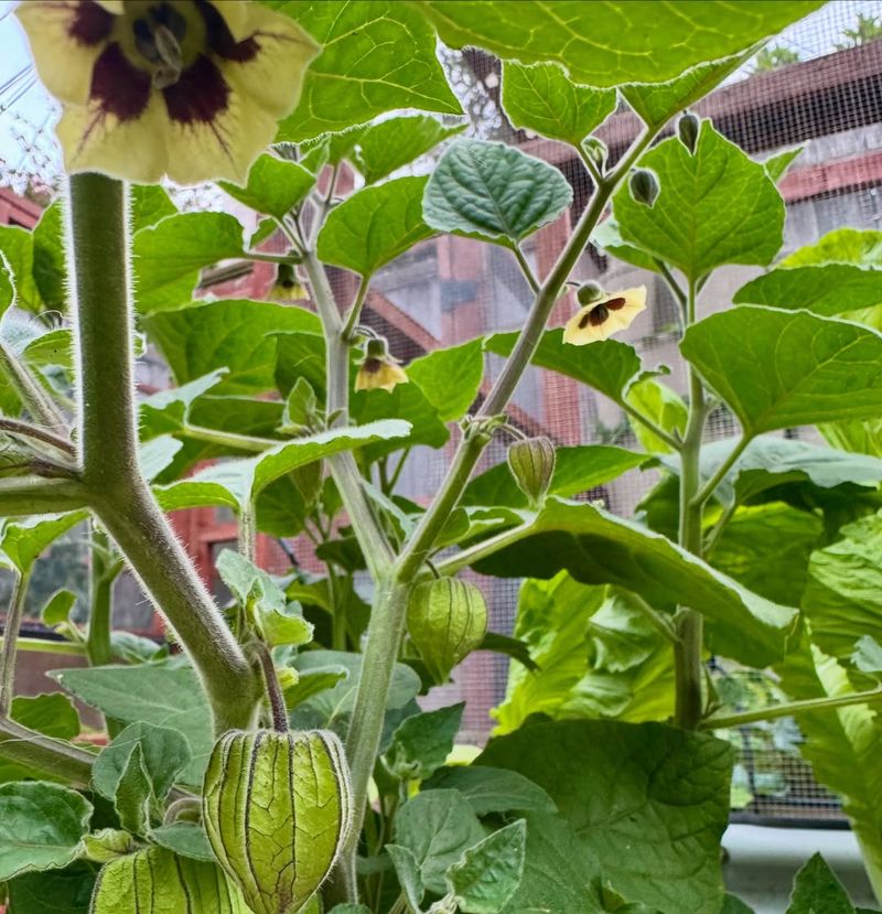 Bok Choy