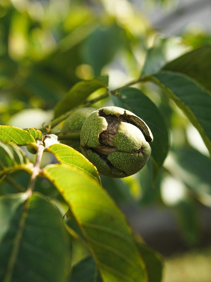 Walnut Trees