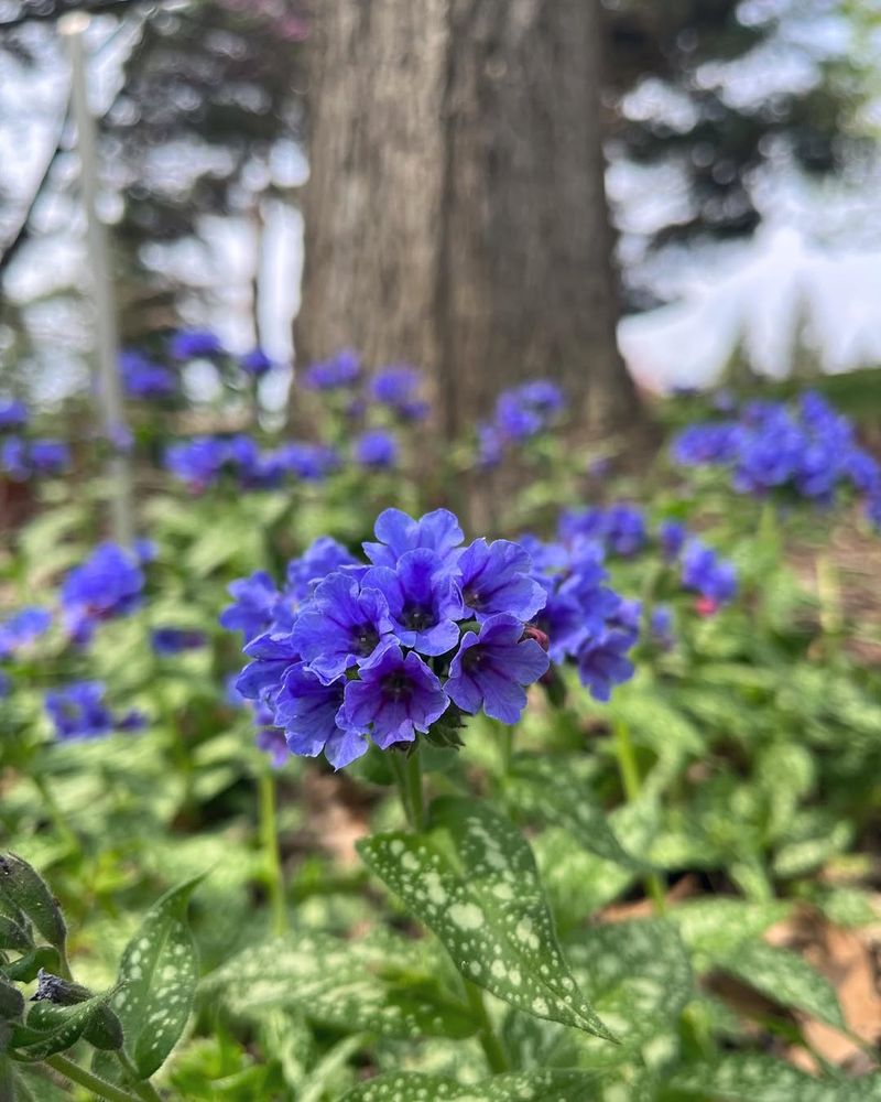 Lungwort (Pulmonaria)